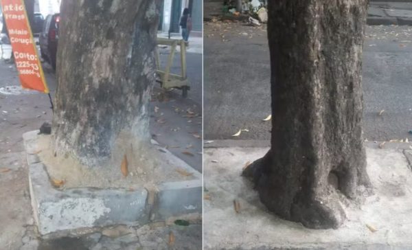 Raízes de árvores em rua do Catete são cobertas por cimento; prática é prejudicial para a arborização urbana