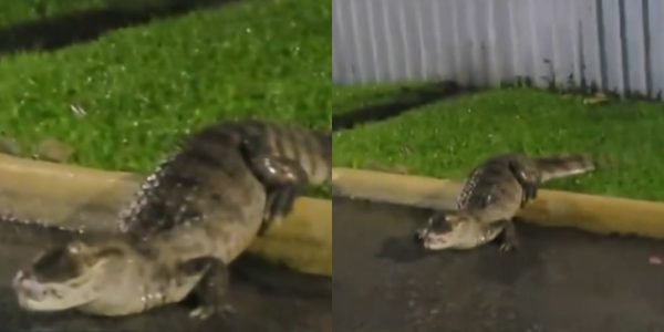 Jacaré de espécie ameaçada é flagrado em rua no Recreio dos Bandeirantes