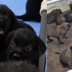 Filhotes de cães que reforçam a PMERJ