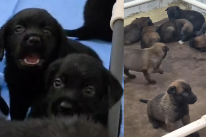 Filhotes de cães que reforçam a PMERJ