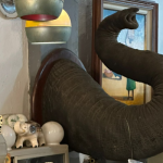 Tromba de elefante encontrada em antiquário no Centro do Rio