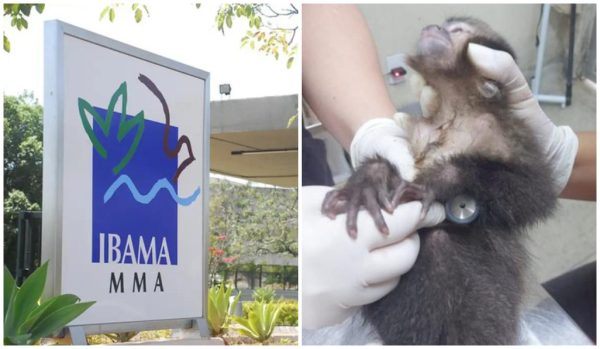 Surto de tuberculose em macacos: Ibama prorroga isolamento sanitário no Centro de Triagem de Animais Silvestres, em Seropédica