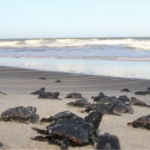 Tartarugas marinhas na orla de São João da Barra
