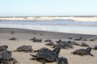 Tartarugas marinhas na orla de São João da Barra
