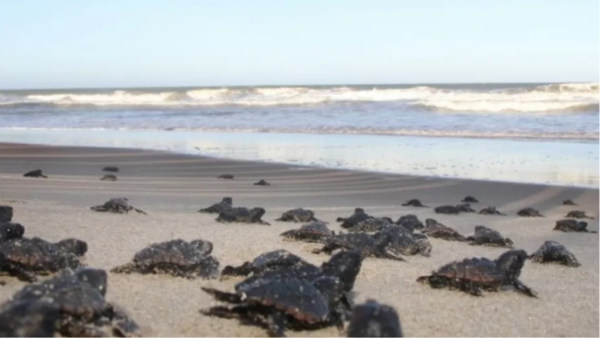 Tartarugas marinhas na orla de São João da Barra