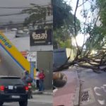 Ventos derrubam árvore perto da Cobal e fecham a Voluntários da Pátria, em Botafogo