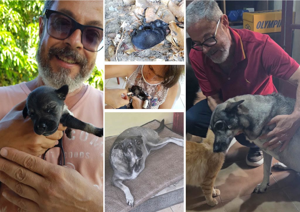 Viva o vira-lata! Cachorro caramelo ganha música do Farofa Carioca com Frejat e tem muita história pra contar