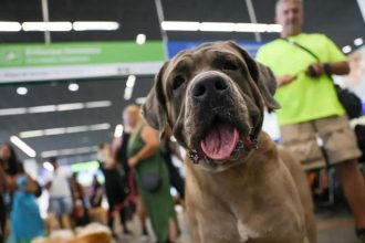 Cachorros Fundo de proteção animal