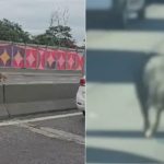 Porco passeando pela Linha Vermelha