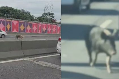 Porco passeando pela Linha Vermelha