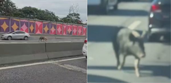 Porco passeando pela Linha Vermelha