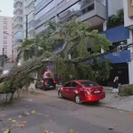 vendaval derruba arvore no Rio