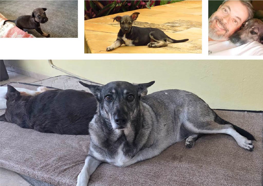 Viva o vira-lata! Cachorro caramelo ganha música do Farofa Carioca com Frejat e tem muita história pra contar 65 vivi
