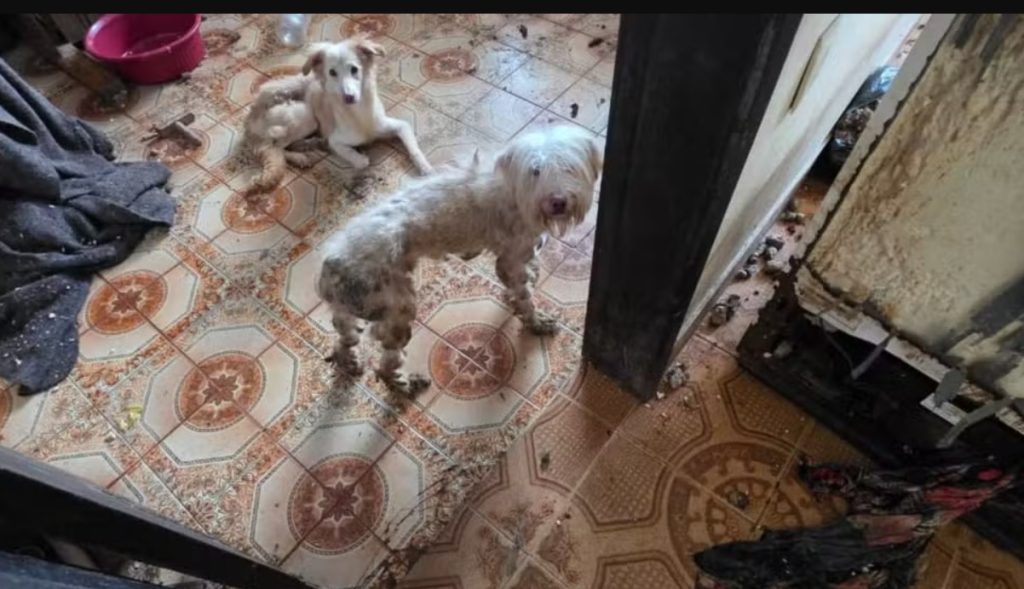Cães são resgatados em situação de maus-tratos em ONG na Zona Norte do Rio