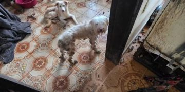 Cães resgatados