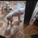 Cães são resgatados em situação de maus-tratos em ONG na Zona Norte do Rio 53 Cães resgatados
