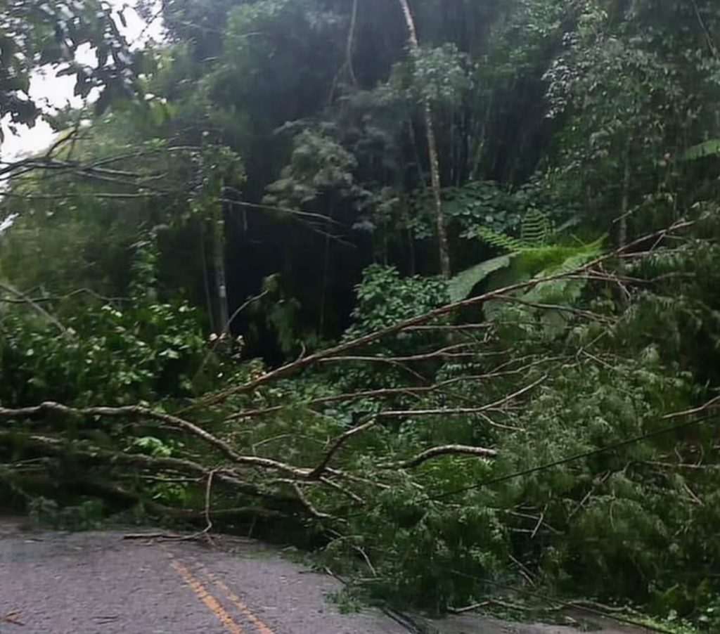 Chuva forte provoca queda de árvores em diferentes pontos do estado e interdita a RJ-142, entre Casimiro de Abreu e Nova Friburgo