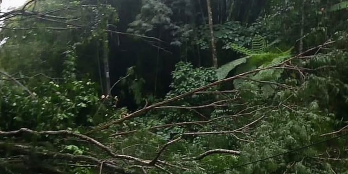 Chuva forte provoca queda de árvores em diferentes pontos do estado e interdita a RJ-142, entre Casimiro de Abreu e Nova Friburgo