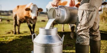 Leitinho feliz, mas escasso: Rio produz só cerca de 14% do leite que consome 10 Leitinho feliz só para quem pode: a produção de leite no estado do Rio supre apenas 14% do consumo